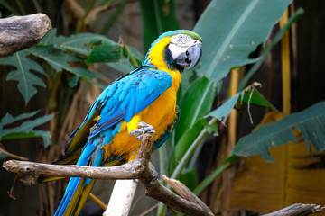 Cute blue and gold macaw in tropical forest