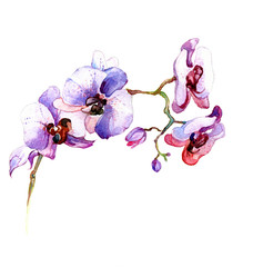 the new view of orchid watercolor hand drawn for postcard  isolated on the white background