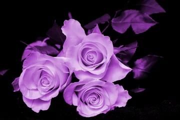 Room darkening curtains Roses Tree purple roses