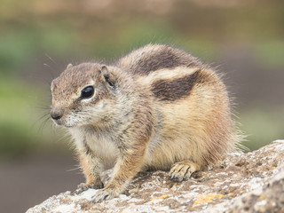 Naklejka premium Squirrel Wildlife Nature