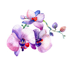 the new view of orchid watercolor hand drawn for postcard  isolated on the white background - 101190186