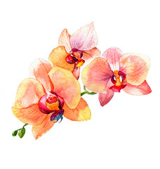 the new view of orchid watercolor hand drawn for postcard  isolated on the white background - 101190192
