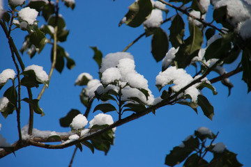 Schneelast, viel Schnee auf Ilex Blättern vor azur blauem Himmel im Winter an einem sonnigen Tag 