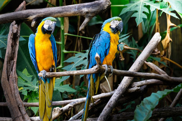 Cute blue and gold macaw in tropical forest