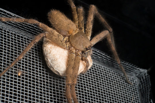 Female huntsman spider holding its egg sac