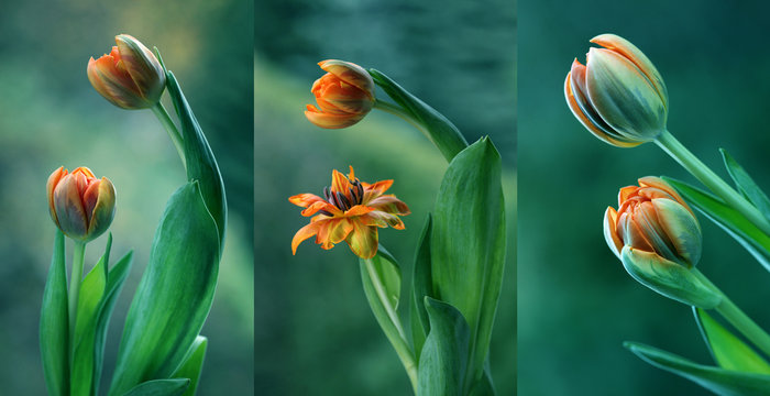 Fototapeta Zielone tulipany - tryptyk