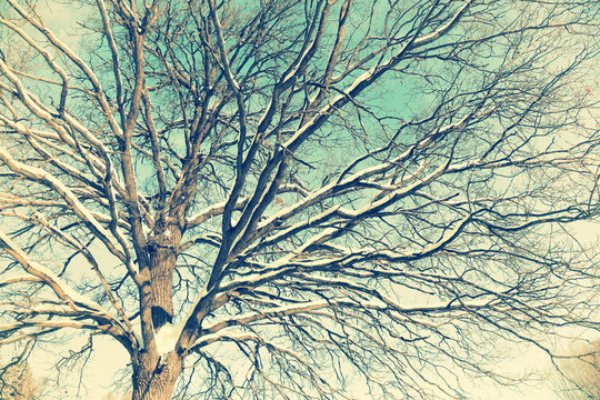 vintage tree. Oak-tree branches covered snow and frost against blue sky
