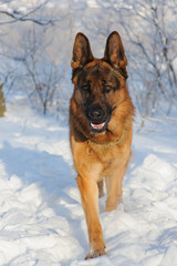 German Shepherd dog on winter background