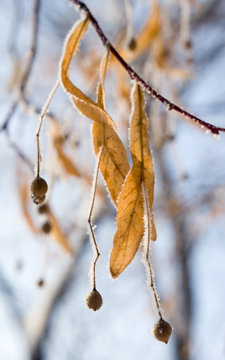Dry Linden seed (flowers) in frost macro