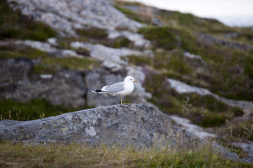 Seagull on Lofoten islands, Norway