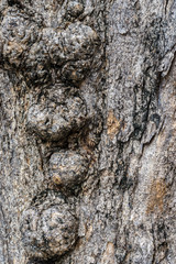 texture of tree trunk