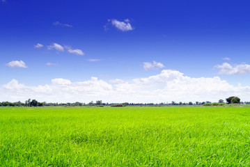  Field  in blue sky.