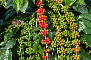 Coffee beans ripening on a tree.