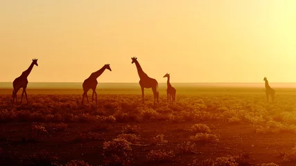 Gordijnen Herd of giraffes at sunrise © gianmarchetti
