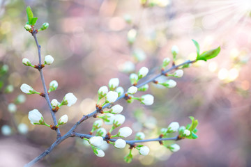 beautiful branch of plum with buds on pink blur spring backgroun