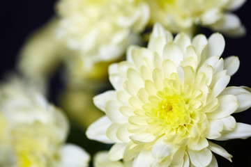 Tender chrysanthemum