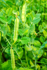 ripe juicy green peas a pod growing on the farm, closeup