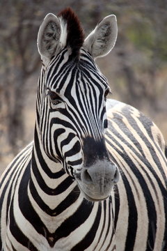 Zebra Portrait in Etosha, Namibia