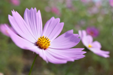 コスモスの花