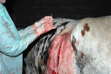 La césarienne chez la vache est une opération chirurgicale qui consiste à faire naitre le veau...