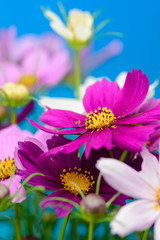 Fototapeta premium コスモスの花