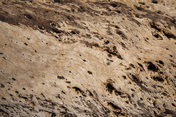 Wood Background Texture