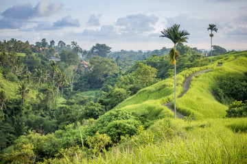 Ubud Bali © magann