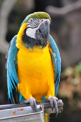 Macaw hanging on branch