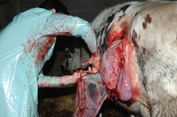 La césarienne chez la vache est une opération chirurgicale qui consiste à faire naitre le veau autrement que par le passage des voies naturelles de la mère. - obrazy, fototapety, plakaty