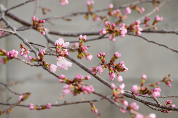 Fototapeta na wymiar ピンクの桜の花