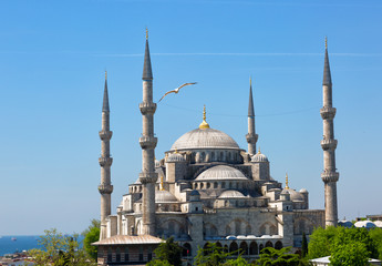 Fototapeta na wymiar The flying seagull on a background of Sultan Ahmed Mosque in Istanbul, Turkey