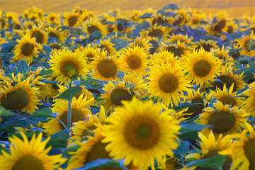 Field of blossoming sunflowers in warm clear day