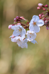 桜の花