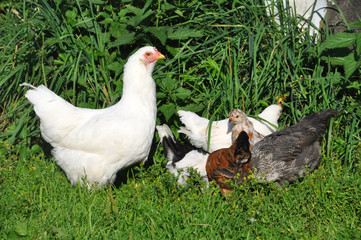 Hen with chicks pecking in the green grass