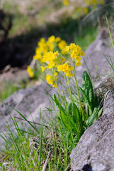 Obraz premium Primula veris spring