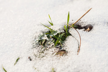 grass through  snow