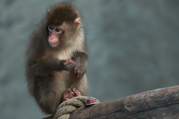 The Japanese macaque - Macaca fuscata