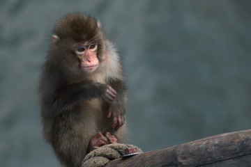 The Japanese macaque - Macaca fuscata