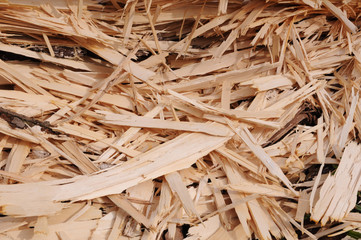 Wood chips on the ground in the forest