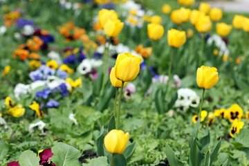 yellow tulips garden spring season