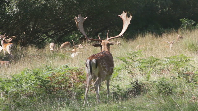 Fallow deer buck  grazing in a clearing in the New Forest, UK.