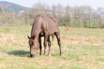 Horses in the meadow spring