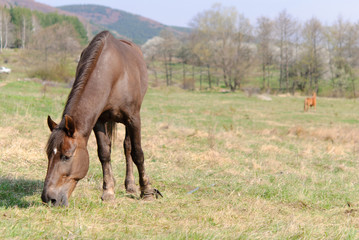 Fototapeta premium Horses in the meadow spring