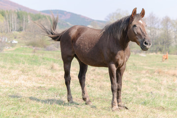 Fototapeta premium Horses in the meadow spring