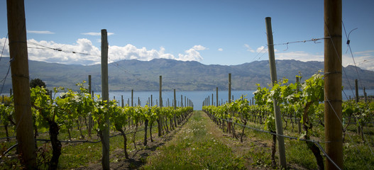 Obraz premium Winery View