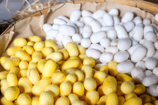 Two species of white and yellow cocoon, raw material for making