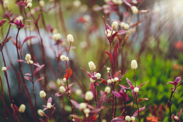 plants of dandelions