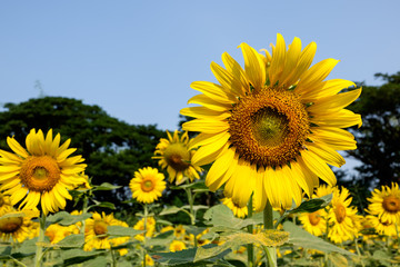Obraz premium Sunflower field