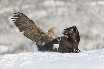 White-tailed Eagle and Golden Eagle fighting.