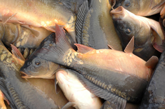Karp kr&oacute;lewski